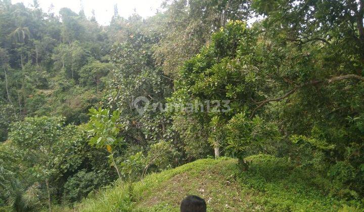 TOP URGENT LAND FOR SALE LOSS RIVER VIEW RICE POWDER LOCATION TEGALLALANG UBUD GIANYAR
 1