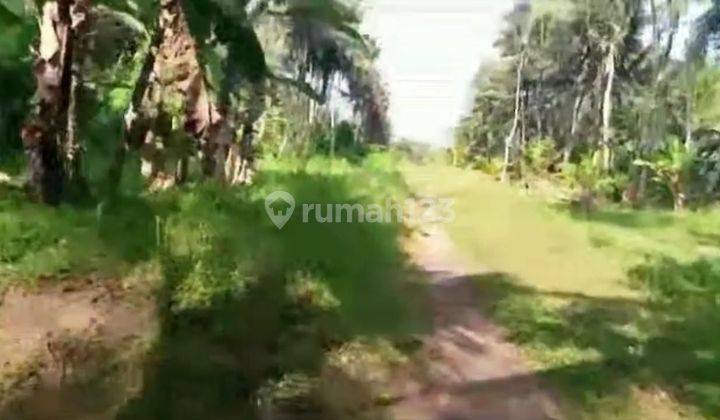 TOP URGENT DI JUAL TANAH LOSS SUNGAI VIEW HUTAN LOKASI CAU BLAYU MARGA TABANAN
 2