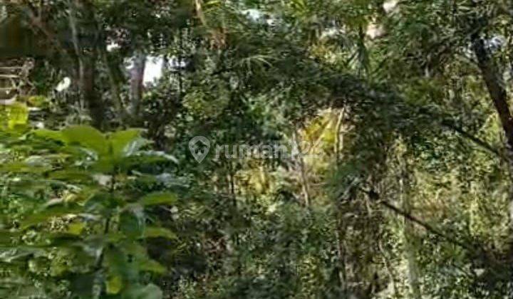 TOP URGENT DI JUAL TANAH PINGGIR JALAN VIEW HUTAN & SUNGAI LOKASI PEJENG KAJA UBUD GIANYAR
 1