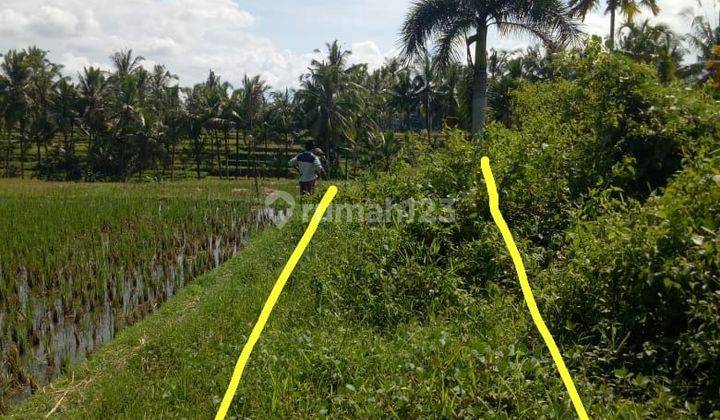 TOP URGENT DI JUAL TANAH VIEW SAWAH LOKASI TEGALLALANG UBUD GIANYAR 1