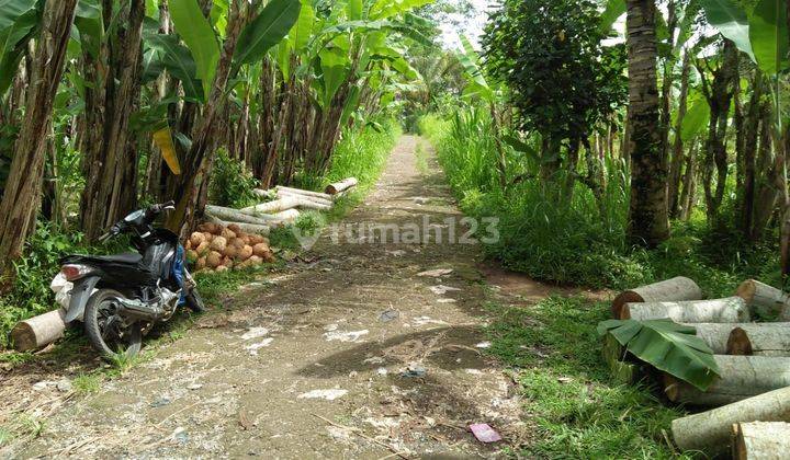 TOP URGENT DI JUAL TANAH LOKASI BUAHAN PAYANGAN UBUD GIANYAR 2