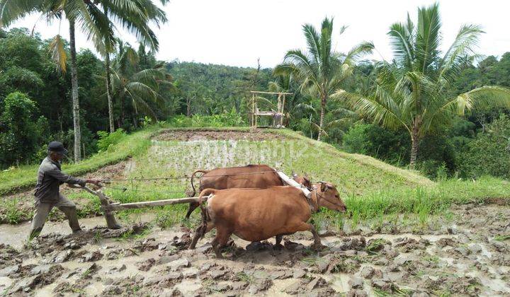 TOP URGENT DI JUAL TANAH LOKASI BUAHAN PAYANGAN UBUD GIANYAR 1