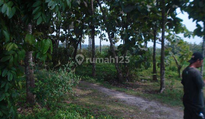 TOP URGENT DI JUAL TANAH VIEW LAUT & SAWAH LOKASI SERMA WATRA BEREMBENG SELEMADEG TABANAN  1