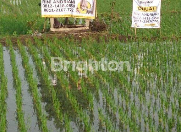 Tanah Sawah di Cianjur 2