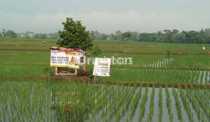 Tanah Sawah di Cianjur 1