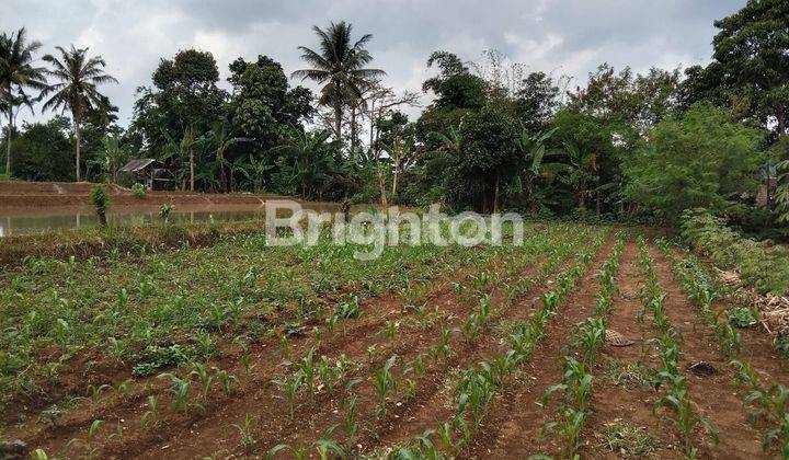 Tanah subur cocok buat sawah atau perkebunan di Ciheulang tonggoh Sukabumi 1