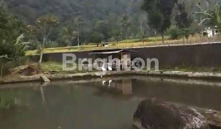 Tanah dan Kolam ikan dengan mata air yang banyak di Subang 1