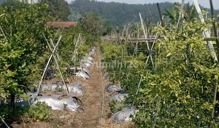 Dijual CEPAT Tanah kebun di Jl Maribaya cibodas 1