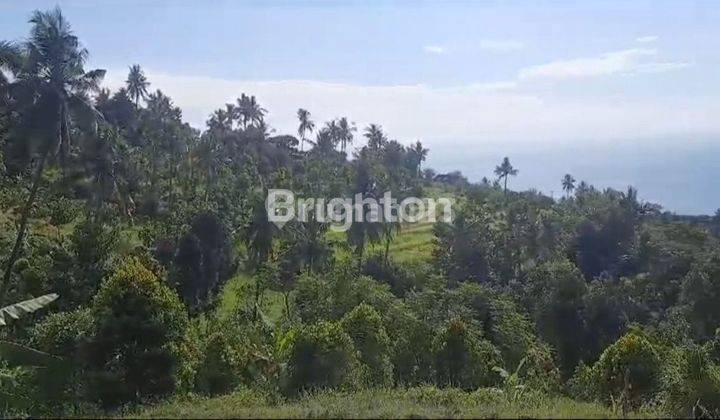 TANAH ITR KUNING CEMPAGA BULELENG 1