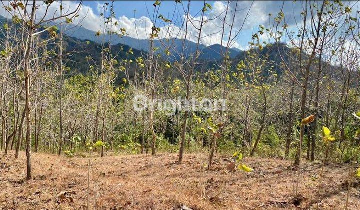 VACANT LAND 2Ha GEROKGAK BULELENG 2