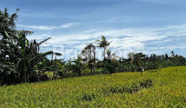 TANAH SAWAH PANTAI KELATING 1