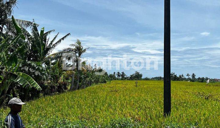 TANAH SAWAH PANTAI KELATING 2