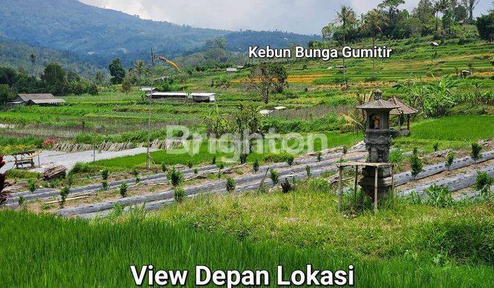 TANAH KEBUN MURAH SIAP BANGUN DI PETANG 2