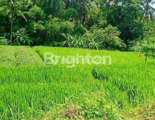 TANAG SAWAH AREA VILLA DEKAT UBUD 2