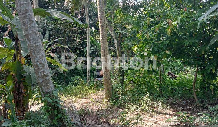 CHEAP LAND IN UBUD AREA 1