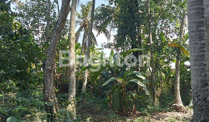 CHEAP LAND IN UBUD AREA 2