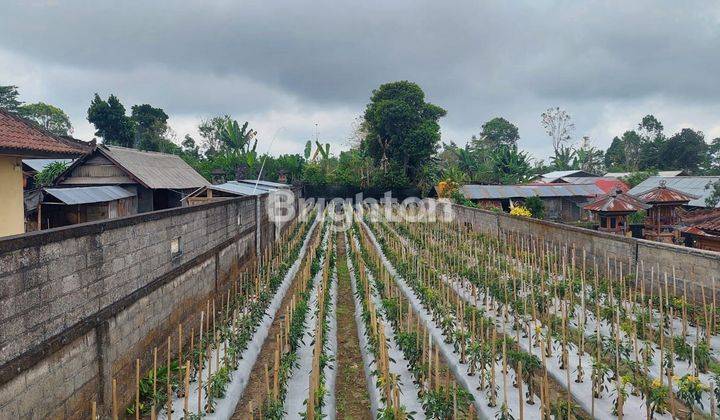 TANAH KEBUN MASIH PRODUKTIF DI KATUNG KINTAMANI 1