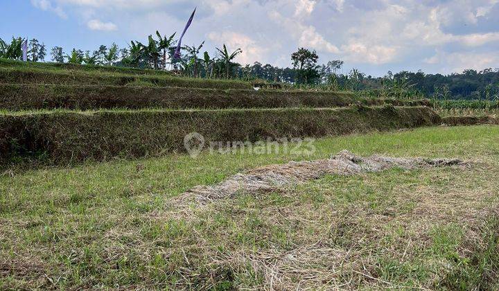 Di Jual Tanah Murah Cipanas Luas 10 Hektar 1