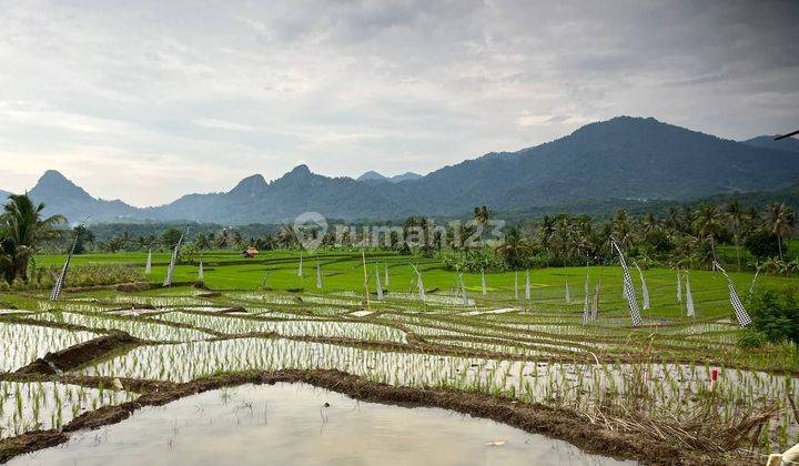 Kavling Sawah Bogor SHM Sistem bagi hasil 1