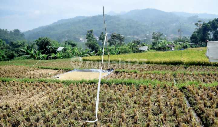 Dijual Tanah Sawah Di Mainroad Jl.Provinsi Soreang Ciwidey Dijual Tanah Sawah Di Mainroad Jl.Provinsi Soreang Ciwidey