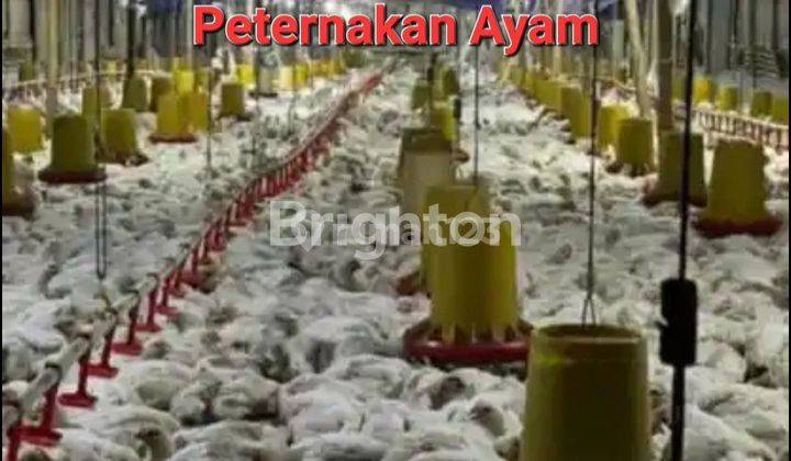 USAHA PETERNAKAN AYAM DAN LELE DI JOGONALAN KLATEN DEKAT TOL YOGYAKARTA 1