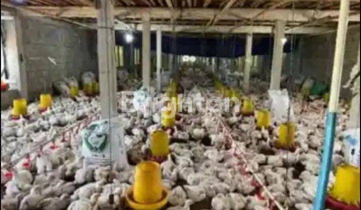 USAHA PETERNAKAN AYAM DAN LELE DI JOGONALAN KLATEN DEKAT TOL YOGYAKARTA 2