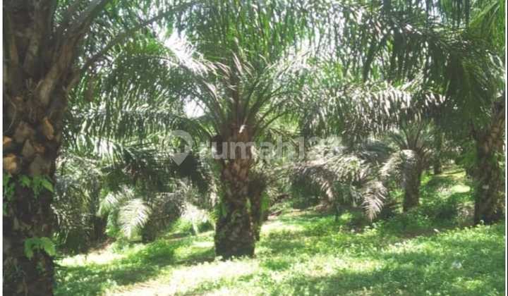 Kebun Sawit 47.8 Hektar Produktif Panen Melimpah Di Waringin Kalimantan Tengah 2