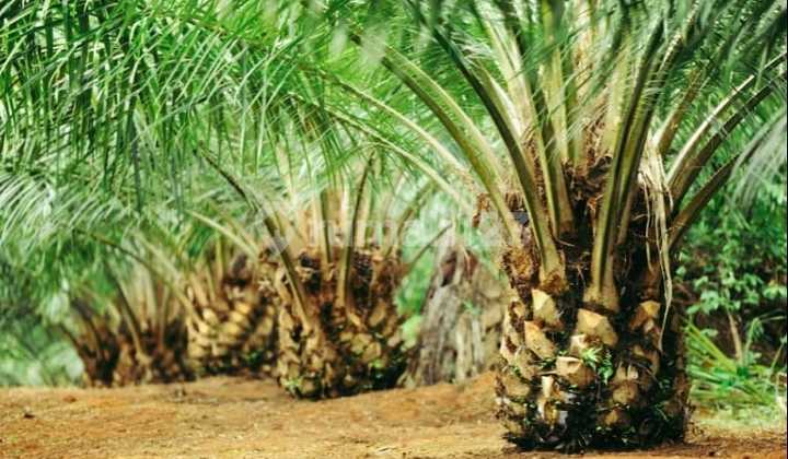 Kebun Sawit 47.8 Hektar Produktif Panen Melimpah Di Waringin Kalimantan Tengah 1