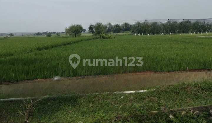 Tanah Pertanian Dan Perkebuan Di Pancur Widang Tanah Pertanian Dan Perkebuan Di Pancur Widang