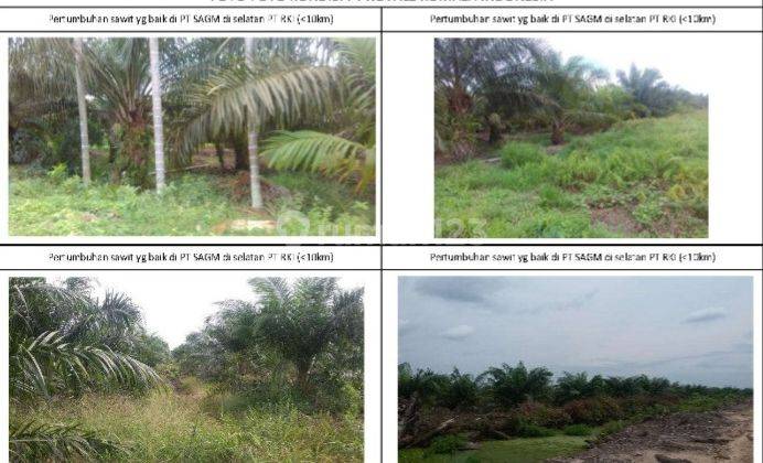 Kebun Lahan Kelapa Sawit Langsung Siap Digarap 2
