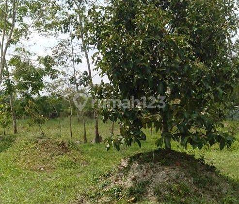 Dijual Murah Sekali Kebun Luas Lokasih Stabat 2