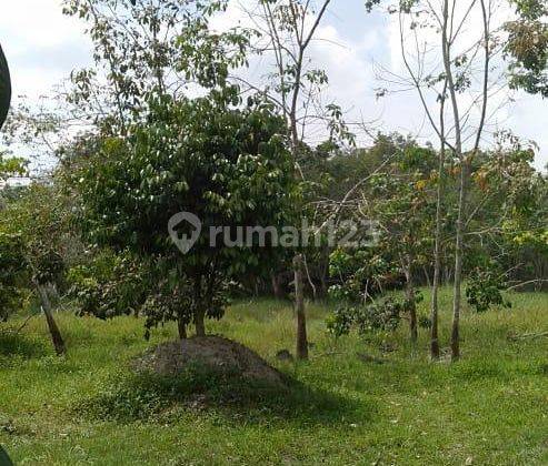 Dijual Murah Sekali Kebun Luas Lokasih Stabat 1