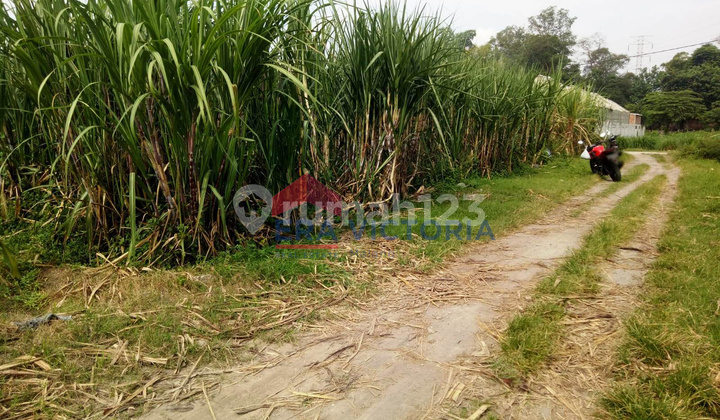 Dijual Tanah Sawah di Kembangan, Ngasem, Kab Kediri. Dekat dengan Perumahan dan Rumah Kampung, Cocok untuk Dibangun Perumahan, 15 Menit ke Kantor Bupati, 20 Menit ke Kantor Camat, 5 Menit ke Tempat Hiburan & Kawasan Kuliner