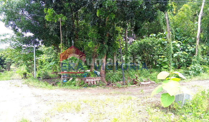 Tanah 5334 M2 di Ds Karangdagangan Jombang