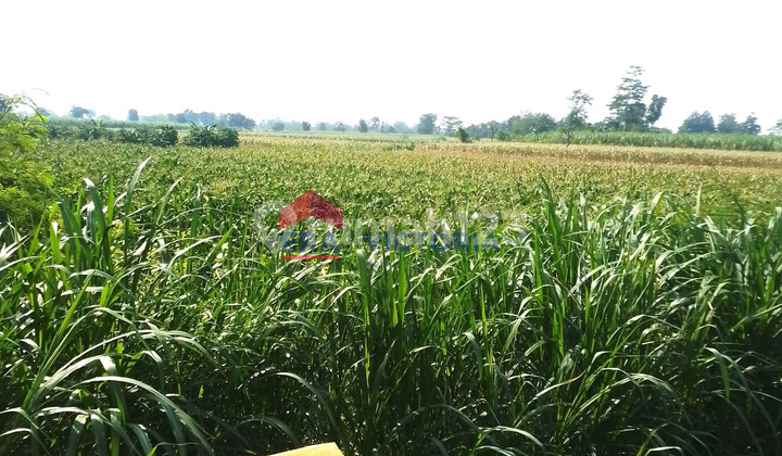 For Sale 1512 m2 Land with SHM on Pagu Main Road, Kediri