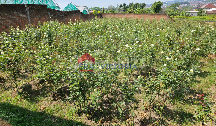 Dijual Tanah di Bumiaji Kota Batu Cocok Untuk Perkebunan, Cafe, Vila 5 Menit Ke Alun Alun Kota Batu