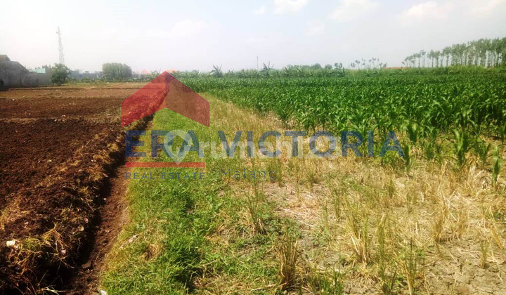 Tanah Sawah Dijual Kota Kediri Berada di Komplek Perumahan Dekat Pondok Pesantren Lirboyo