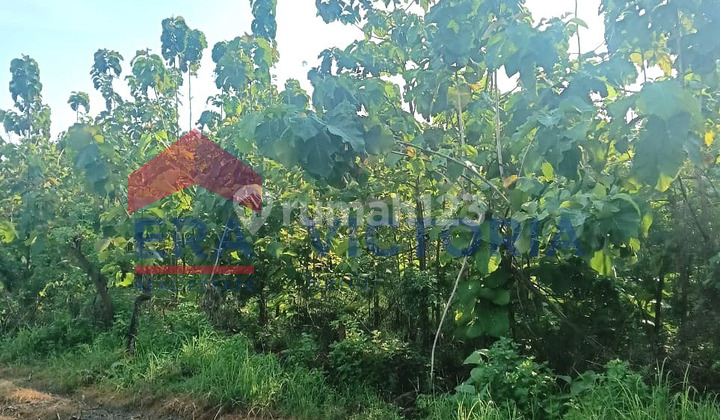 Tanah Kebun Jati Terletak di Ds Karangdagangan Jombang