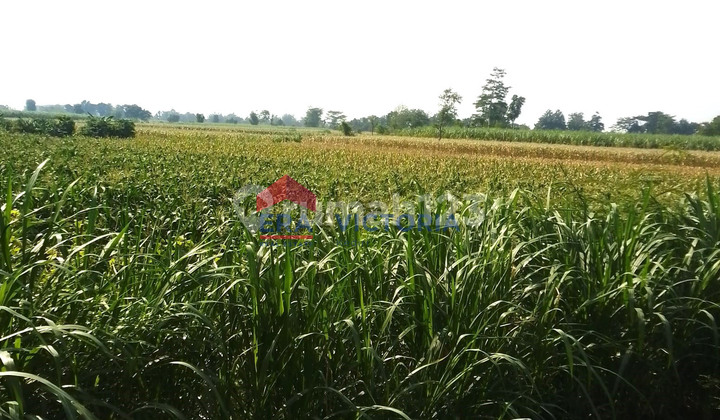 For Sale 1512 m2 Land with SHM on Pagu Main Road, Kediri