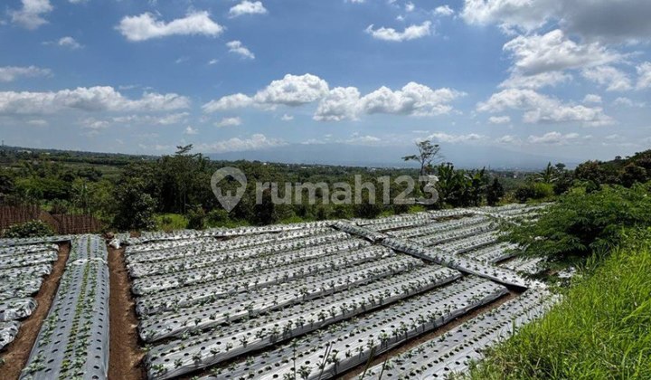 Tanah Luas Area Pertanian Alam Terbuka di Torongrejo, Batu