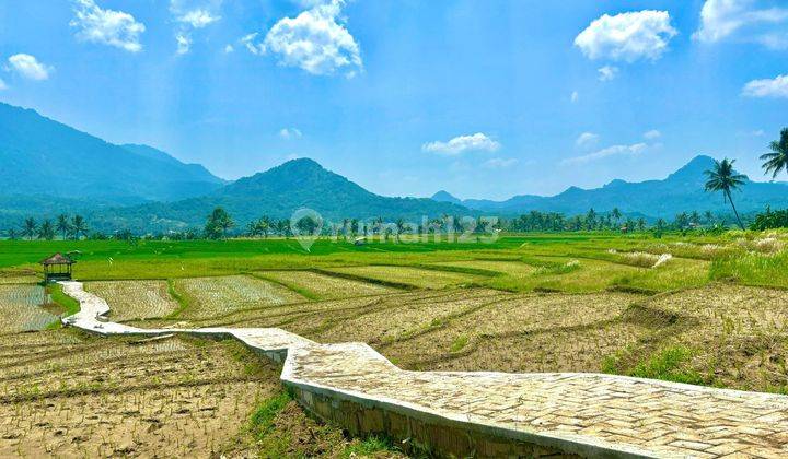 Dijual Sawah Aktif 1200 M² 558 Juta Nuansa Alam Golden View 2