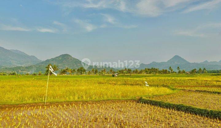 Jual Sawah Aktif 1000 Meter Harga 392 Jutaan Bogor  2