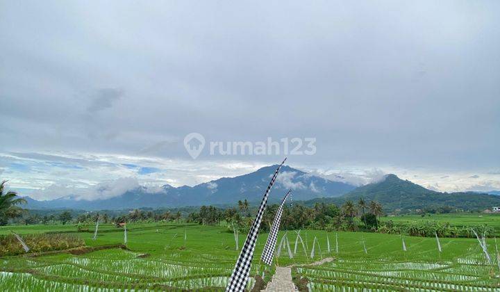 Dijual Tanah Sawah Aktif Bogor 490 Ribuan Per meter 2