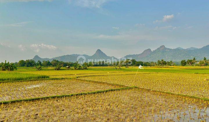 Jual Tanah Sawah 800 Meter View Gunung Harga 392 Jutaan SHM Bogor  2