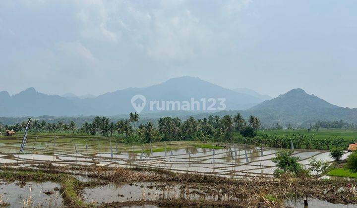 Kangen Suasana Pedesaan Miliki Kavling Sawah Di Nuansa Alam  2