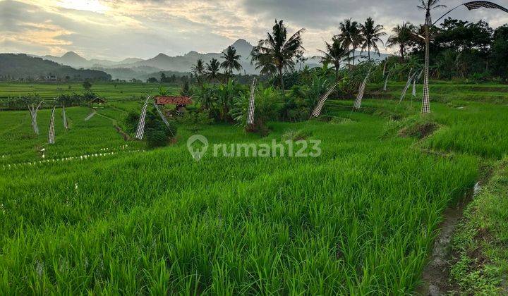 Dijual Kavling Sawah Produktif Harga 490 Ribuan/meter Bogor 2