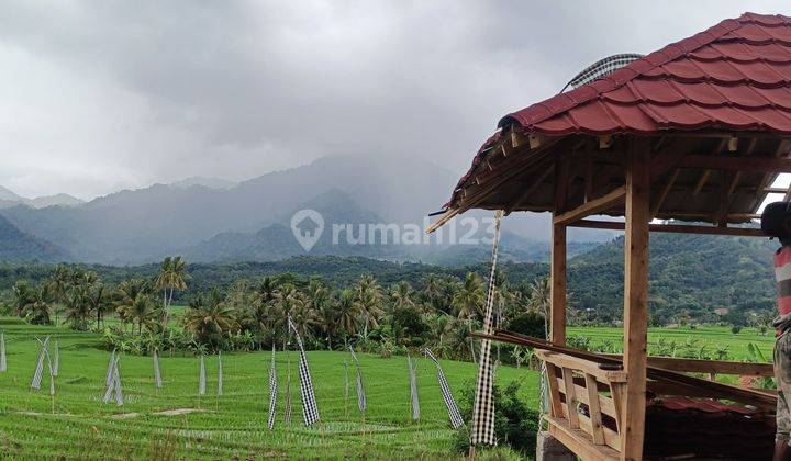 Dijual Tanah Sawah Aktif Bogor 490 Ribuan Per meter 1