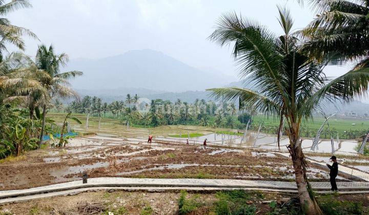 Kangen Suasana Pedesaan Miliki Kavling Sawah Di Nuansa Alam  1