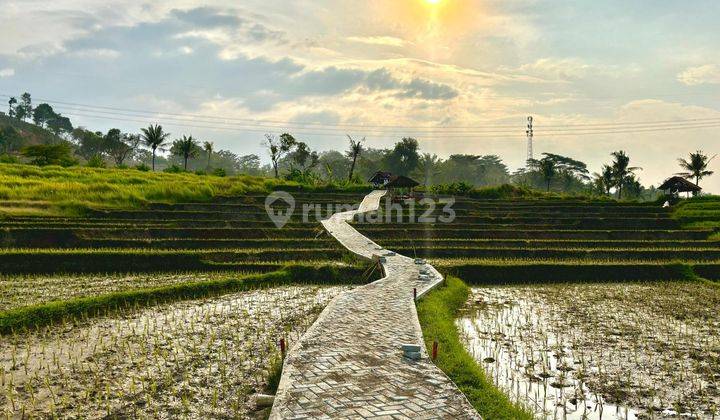 Jual Tanah Sawah 800 Meter View Gunung Harga 392 Jutaan SHM Bogor  1