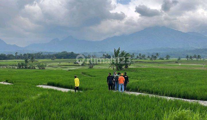 Dijual Kavling Sawah Murah 490 Ribu/meternya Bogor View Gunung 1